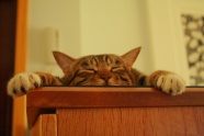 花纹猫咪午睡图片
