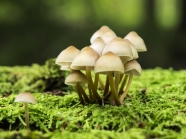 春天蘑菇图片