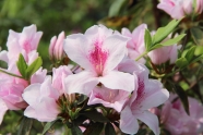 粉色自然花朵图片