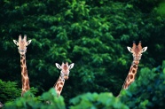 树林中的三只长颈鹿图片