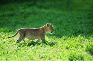 猎豹幼崽高清图片