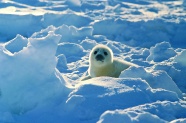 冰天雪地里的可爱海豹图片