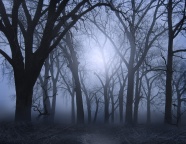 黑夜树林图片