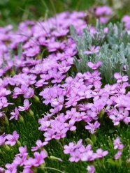 水仙花花丛图片