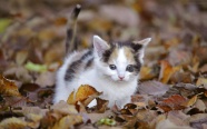 站在落叶堆里的萌猫图片