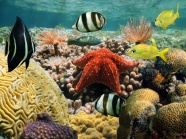 海底世界风景图片
