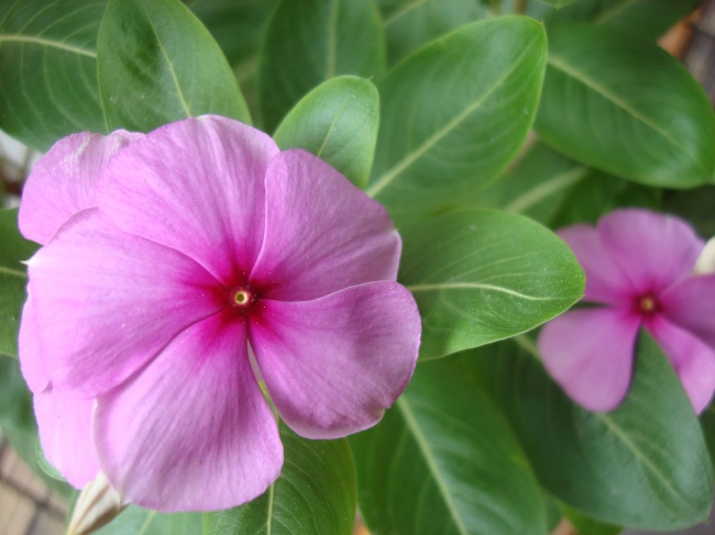 日本太陽花圖片