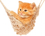 可爱猫咪吊绳床玩耍图片