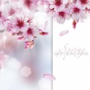 春天粉色鲜花图片