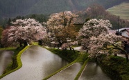 乡村树林梯田风景图片