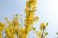 黄色迎春花枝图片