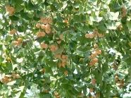 银杏树银杏果图片
