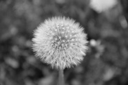 黑白蒲公英图片