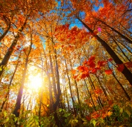 秋天红色枫树林图片
