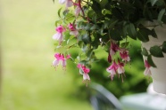 夏天盆栽花卉图片
