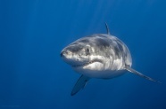 巨型鲨鱼图片