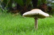 绿色草地蘑菇图片