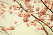 唯美春天樱花图片
