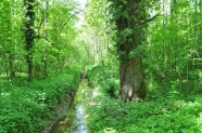 春天绿色森林图片
