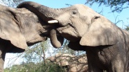 大象接吻图片
