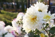 淡雅白色菊花图片