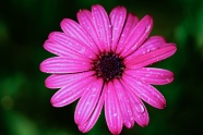 非洲菊花图片