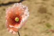 粉色淡雅罂粟花图片
