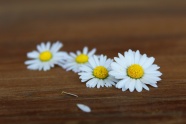 白色淡雅小雏菊图片