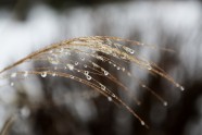 雨后芦苇图片