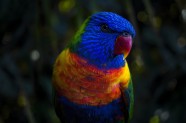 彩虹吸蜜鹦鹉图片