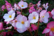 淡粉色海棠花图片