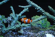 海底世界小丑鱼图片