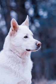白色萌狗狗图片