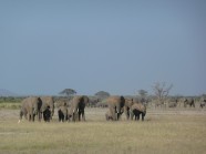 草原非洲象图片