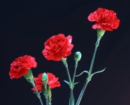 红康乃馨图片