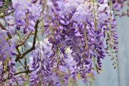 盛放的紫藤花图片