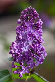 艳紫色丁香花图片