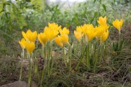 黄色水仙花生长图片