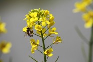 一株油菜花图片