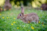 可爱灰兔子图片