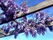 紫藤花盛放图片