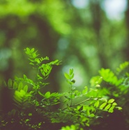 绿叶野生植物图片