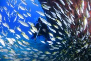 海底鱼群与潜水员图片
