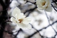 雨后白色花朵图片