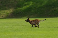 宠物马犬图片