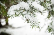 初雪的图片