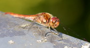 微距红蜻蜓图片