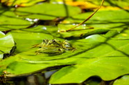 草绿色青蛙图片