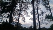 黎明树林图片