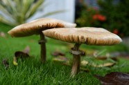 草地野蘑菇图片